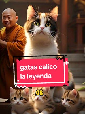 A post by @tommyelgatomono on TikTok caption: Conocías la leyenda de las gatas calico ?  Cuéntame . A Tommy Rafiki y Happy les encantan las historias gatunas  🐱  #cat #gatos #michis #gato 