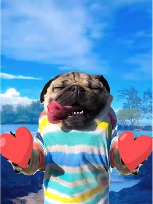 A post by @dougthepug on TikTok caption: The pug-o-gram got you ♥️ Send it to someone who could use a lil pug love for good luck in romance for 5 years hehe #pug #dogsoftiktok #valentines 