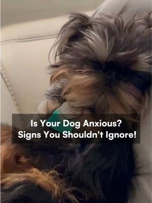 A post by @pethome8 on TikTok caption: Signs of anxiety 😥 and how to cope with it #doghealth #doghealthcare #vettips 