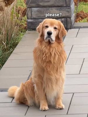 A post by @tuckerbudzyn on TikTok caption: No pool. Just pain 💔 #goldenretriever #dogsoftiktok 