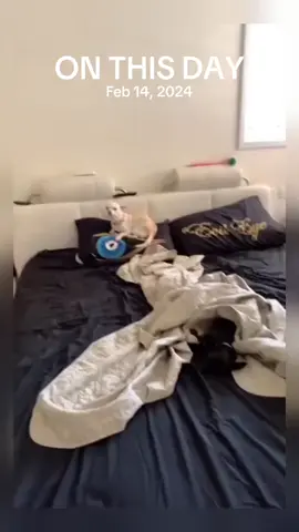A post by @animal.reunion on TikTok caption: #onthisday