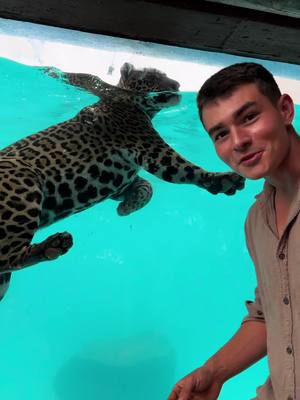 A post by @tiago_jacomo_iop on TikTok caption: Sabia que a onça-pintada é o grande felino que mais gosta de água?
