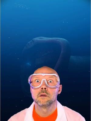 A post by @doctornos on TikTok caption: El gran maja #STEMTok #oceantok #teachtok #bloop 