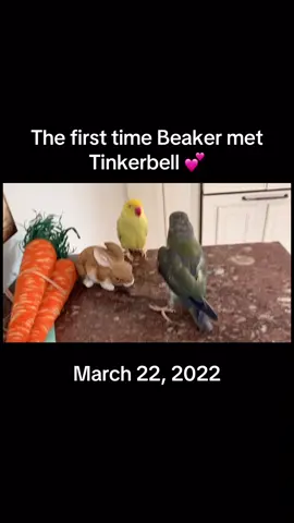 A post by @beakerbeak on TikTok caption: In honor of Valentine’s Day, I wanted to share a very special video: when Beaker met Tinkerbell for the first time. You could see how smitten he was with her immediately, call it love at first sight 🥰 #birdsoftiktok #parrotsoftiktok #talkingbird #talkingparrot #cuteanimals #funnyanimals #valentine #couple #couplegoals #love