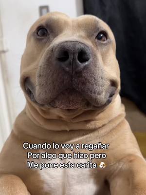 A post by @vikingo606 on TikTok caption: Le pedí perdón yo a él 😭🐶 #vikingo606 