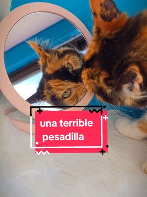 A post by @tommyelgatomono on TikTok caption: la pesadilla de todo gato es encontrar su arenero en malas condiciones 😿  con @unikatarena  olvídate de esa pesadilla , y haz feliz a tu gato 🐱 #publicidad #gatos 