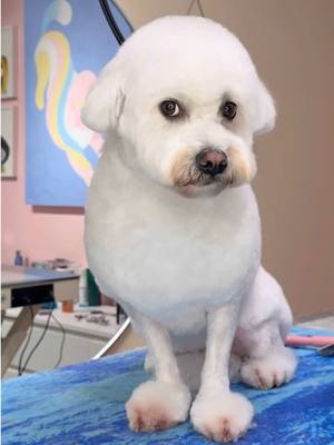 A post by @dogsbylogan on TikTok caption: She looks like a sheep #dogs #doggrooming #dogsbylogan #funnydogs 