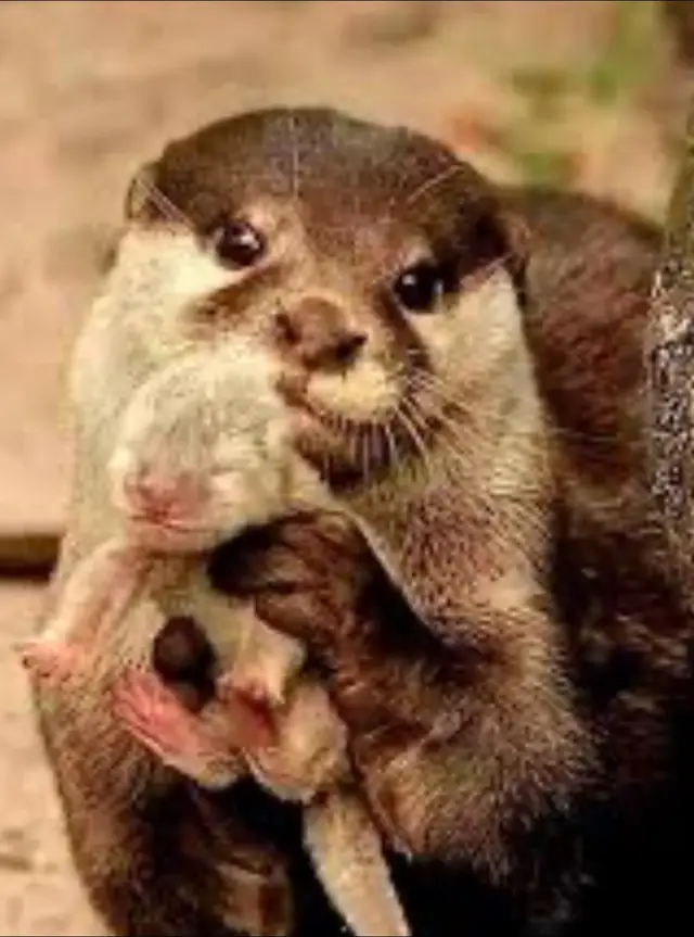 A post by @ on TikTok caption: The best Valentine I’ve ever had. 😍 So much love, hugs, and kisses I’m so lucky to be your mom!  #vday #momsoftiktok #boy #boymom #2025 #otter #otters 