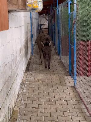 A post by @phia_quantius on TikTok caption: SOS Camp Türkei 🤍 @Notpfote #AnimalRescue 