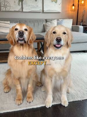 A post by @elliegoldenlife on TikTok caption: Golden Retrievers like everyone EXCEPT...