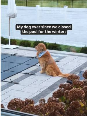 A post by @tuckerbudzyn on TikTok caption: The heartbreak of the century 💔 #goldenretriever #dogsoftiktok 