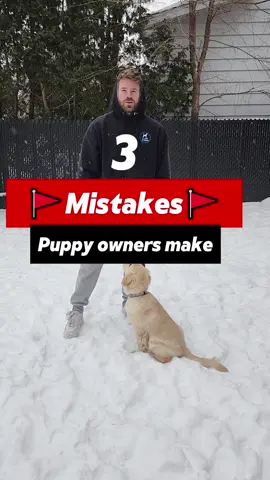 A post by @southwestdogtraining on TikTok caption: There is so much info out there about what to do with a puppy, a lot of it is either conflicting or flat out wrong. The first few months of bringing in a puppy, or a dog of any age, is so crucial. Invest the time and effort to make sure you get it right, and if you aren’t sure where to start, hiring a professional is never a bad idea. #PuppyTraining #DogTraining #PuppyMistakes #NewPuppyTips #DogOwnerAdvice #PuppyCare #DogTrainingTips #PuppyProblems #PuppyTrainingMistakes #DogBehavior #PuppyTrainingAdvice #DogTrainingMistakes #PuppyObedience #PuppyTraining101 #DogTrainingCommunity