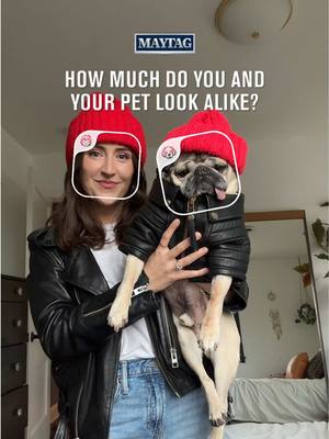 A post by @dougthepug on TikTok caption: “They DO say that pets sometimes look like their humans…now we’ve got confirmation.” -Doug Thanks to the @Maytag Look-Alike, we’re clearing that up. Go check out this fun filter and comment below what % you look like your pet! #ad #MaytagPets