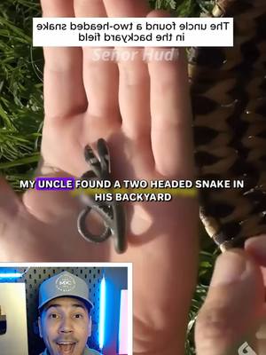 A post by @hudsouza on TikTok caption: #snakes #snake