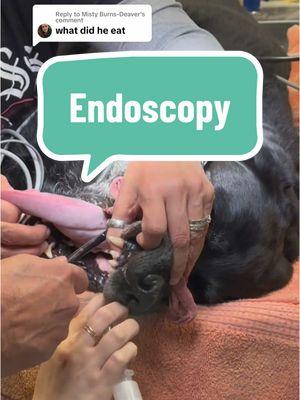 A post by @dr.b_veterinarian on TikTok caption: Replying to @Misty Burns-Deaver We are performing a GI endoscopy to remove a foreign body from the stomach of a dog. #dog #labrador #valentine #fyp #LearnOnTikTok 