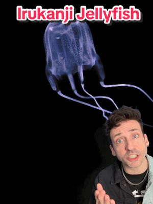 A post by @oddanny on TikTok caption: The scariest jellyfish EVER 👀 #irukanji 