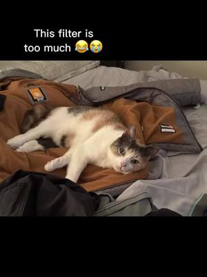 A post by @alexmadore on TikTok caption: #aifilter I’m cracking up #funnyfilters #cats #catsoftiktok 