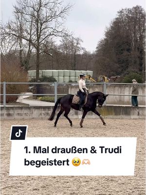 A post by @franziundfleur on TikTok caption: When dreams come true ✨ IG: franziskaelea #dressurpferd #jungpferd #junfpferdeausbildung #jungpferdetraining #reitplatz #reitunterricht #franziundfleur #franziskaelea 