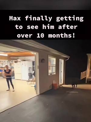 A post by @funny.pets____ on TikTok caption: Welcome home soldier ❤🥰   #pet #cat #dog #cute #animals #foryou #typ 