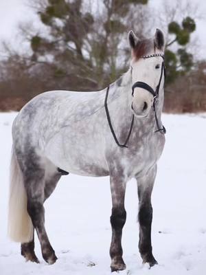 A post by @ah.fotografie on TikTok caption: Hat es bei euch auch geschneit?❄️😍 #horse #equestrian #connemarapony #connemara #fyp #HorseRiding #foryou 