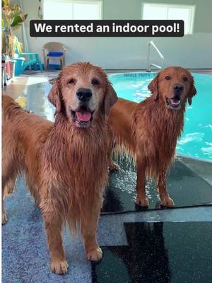 A post by @tuckerbudzyn on TikTok caption: I think he liked his surprise 🥹 #goldenretriever #dogsoftiktok