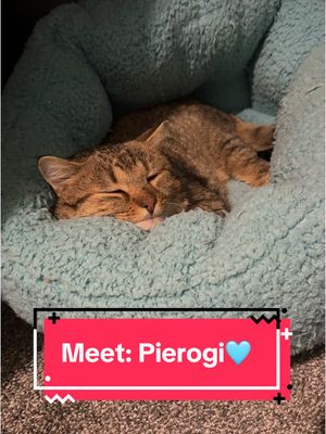 A post by @freedomfarmhouse on TikTok caption: SURPRISE🥲 Meet Pierogi🩵 #catsanctuary #catlover