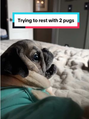 A post by @dougthepug on TikTok caption: It’s…chaos 🤣 Pug people, you know!!!  #pug #pugsoftiktok #dougthepug #dogsoftiktok #funnyanimals 