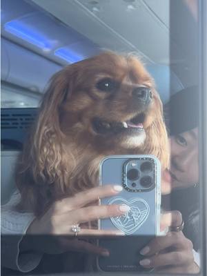 A post by @pethome8 on TikTok caption: Are you my loml #dogsoftiktok #cavalier #cavalierkingcharles 