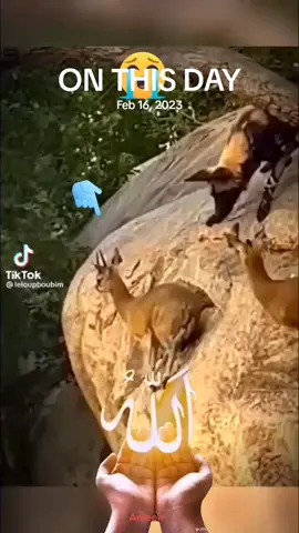 A post by @1faruk110 on TikTok caption: #onthisday