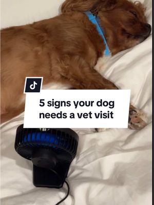 A post by @pethome8 on TikTok caption: 5 signs your dog needs a vet visit #vettips #dogsoftiktok 