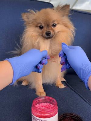 A post by @scout2015 on TikTok caption: The RESULTS you All Have Been Waiting For🤭❤️#transition #newhair #pomeranian #beforeandafter 