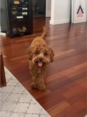 A post by @pethome8 on TikTok caption: Take more pictures of me because I’m so cute #cavapoo #dogsoftiktok 