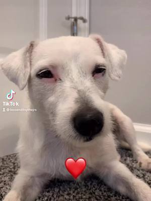 A post by @booanditsythejrs on TikTok caption: What heart does Itsy get?  💙❤️💛 #doggy #dogtok #doggies #foryoupage #viral #foryou