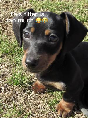 A post by @datboii_jj on TikTok caption: #aifilter #dachshund #fyp #CapCut #dachshundpuppy #moose #petsoftiktok #puppy #cute #pocketsizerottweiler #pet 