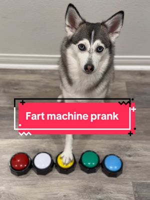 A post by @sapphie_the_pomsky on TikTok caption: Sapphie pranks daddy with a fart machine 🤣🤣🤣 #smartdog #funnydog #dogsoftiktok #dogs #fartmachine #dogprank 