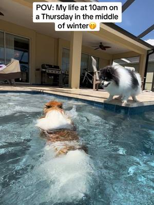 A post by @scout2015 on TikTok caption: If you aren’t doing THIS, you should START😍‼️ #pool #florida #dogmom #vibes 