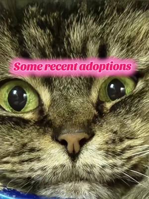 A post by @theceoofcats on TikTok caption: Some recent adoptions! It's been nice getting a few adults outta here. #petco #catrescue #cats #saved 