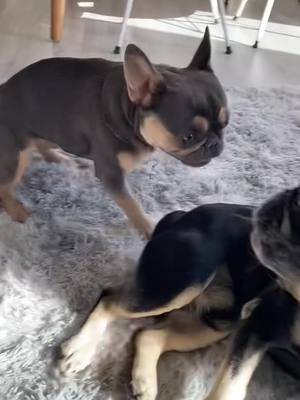 A post by @pethome8 on TikTok caption: I’m not touching you 😗 #frenchie #frenchbulldog #dogsofttiktok 