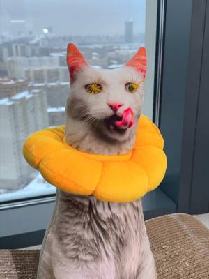 A post by @sofiadelmonstro on TikTok caption: Ругать за такое?😭
