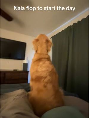 A post by @adventuringwithnala on TikTok caption: Great form Nala 10/10 flop today no notes