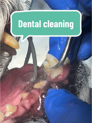 A post by @dr.b_veterinarian on TikTok caption: Dental prophylaxis is a dental procedure that cleans teeth and gums to prevent tooth decay and gum disease. #dog #dental #teeth #LearnOnTikTok #fyp