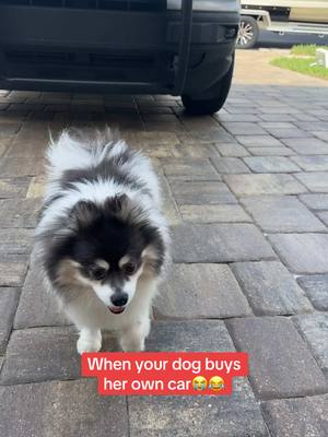 A post by @scout2015 on TikTok caption: Why is she washing it😭😂… #puppy #pomeranian #bronco #carwash 