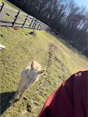 A post by @officialjellyroll on TikTok caption: Out here with the donkeys. Keep putting in that work y’all. 5k BY MAY!!!