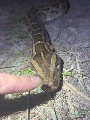 A post by @fishingarrett on TikTok caption: Looking for the 20 foot Burmese python! #tiktok#wildlife#nature#viralvideo#yoink#fyp#foryoupage#animalcare#alligator#crocodile#snake#conservation#rescue#ecosystem#educational#professional#everglades#florida#adventure#crazy#explore#fypシ