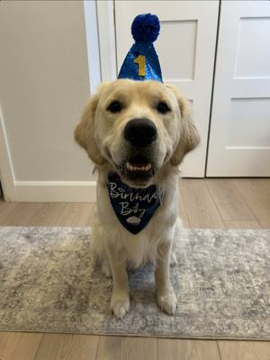 A post by @doglover_kn on TikTok caption: Our Bauer Boy is 1!! Happy Birthday B #firstbirthday #goldenretriever #dogsoftiktok #goldenretriever 