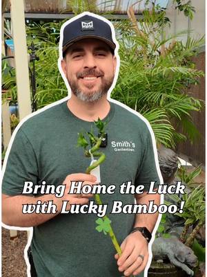 A post by @smithsgardentown on TikTok caption: Lucky Bamboo 🌿, aka Dracaena sanderiana, is a low-maintenance plant that symbolizes good fortune, health, and prosperity. Easy to care for, it can grow in water or soil and thrives in low light. A perfect gift for luck or love! 🍀💚 #luckybamboo #goodfortune #indoorplants #plantlover #easycareplants #prosperity #houseplants