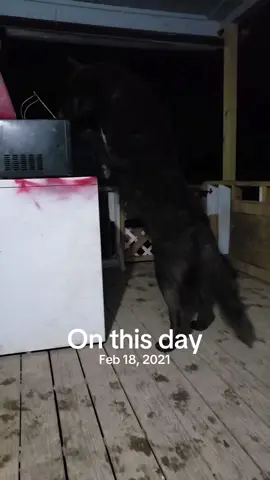 A post by @trickster.loki on TikTok caption: #onthisday 