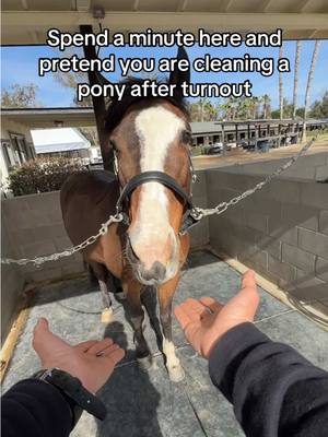 A post by @evans_world on TikTok caption: POV You quick clean Piper the pony after turnout so she doesn’t spend the night dirty under her blanket ❤️🐴 #horsesandhumor #horse #pony #piperthepony 