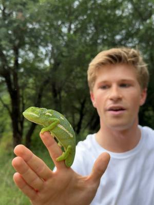 A post by @robertirwin on TikTok caption: Giving a helping hand to my favourite African animal. Chameleons are the coolest!! So glad we could make sure he got across the road safely. 