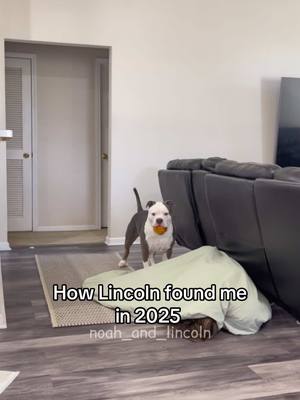 A post by @noah_and_lincoln on TikTok caption: 2019 vs 2025 😂 not much has changed #dogvideo #funnydogs #dogmom 